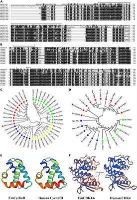 EmCyclinD-EmCDK4/6 complex is involved in the host EGF-mediated proliferation of Echinococcus multilocularis germinative cells via the EGFR-ERK pathway